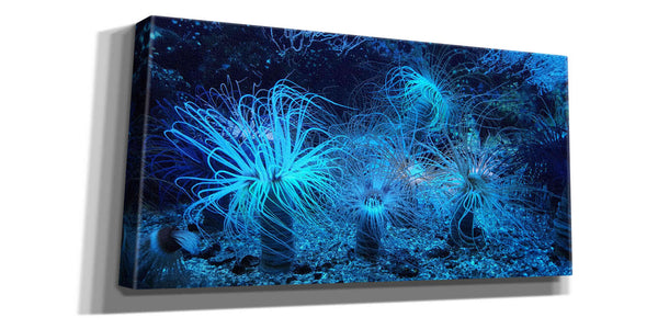 'Anemone Jungle' by Epic Portfolio, Giclee Canvas Wall Art