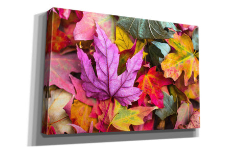 'Beautiful Fall' by Epic Portfolio, Giclee Canvas Wall Art