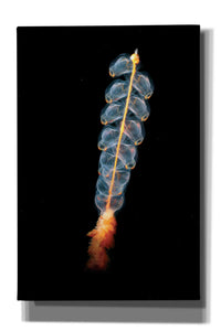 'Deep Sea Rocket' by Epic Portfolio, Giclee Canvas Wall Art