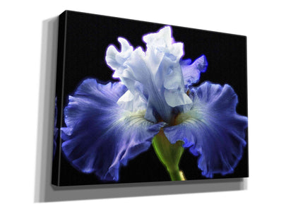 'Violet Blaze ' by Epic Portfolio, Giclee Canvas Wall Art