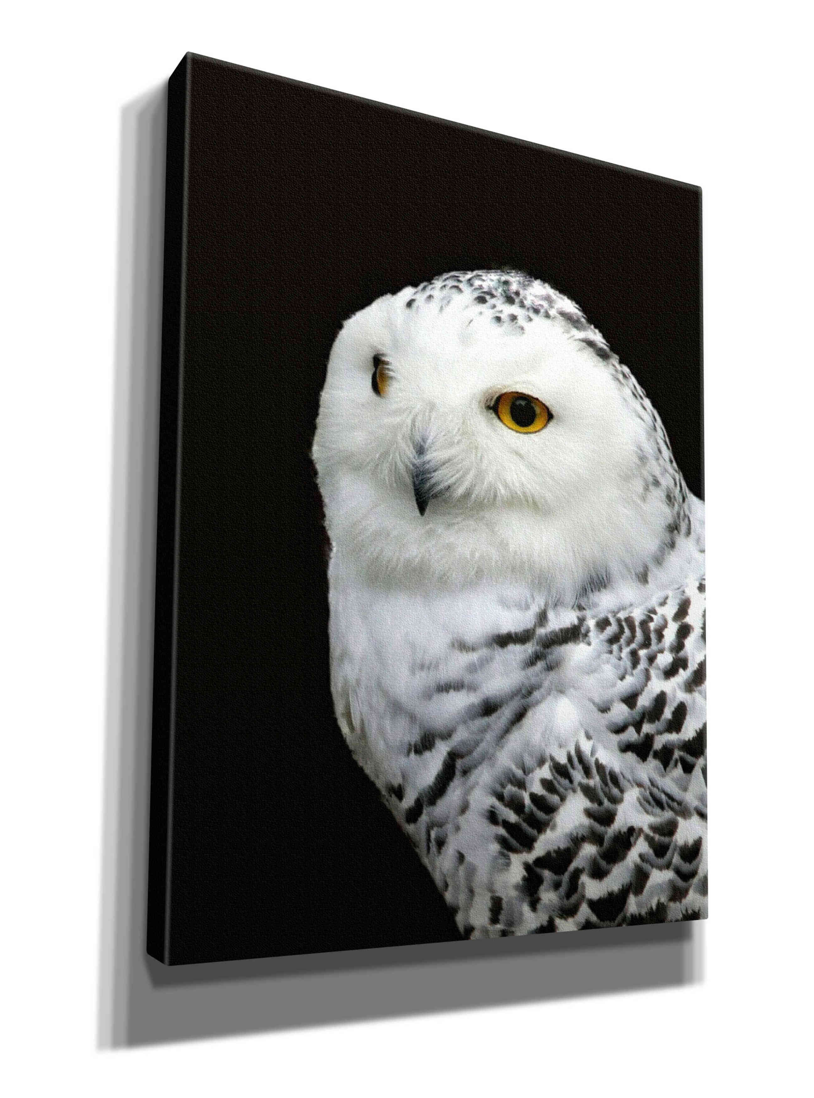 'Snowy Owl' by Epic Portfolio, Giclee Canvas Wall Art