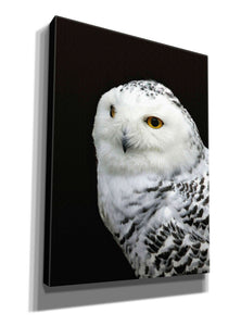 'Snowy Owl' by Epic Portfolio, Giclee Canvas Wall Art