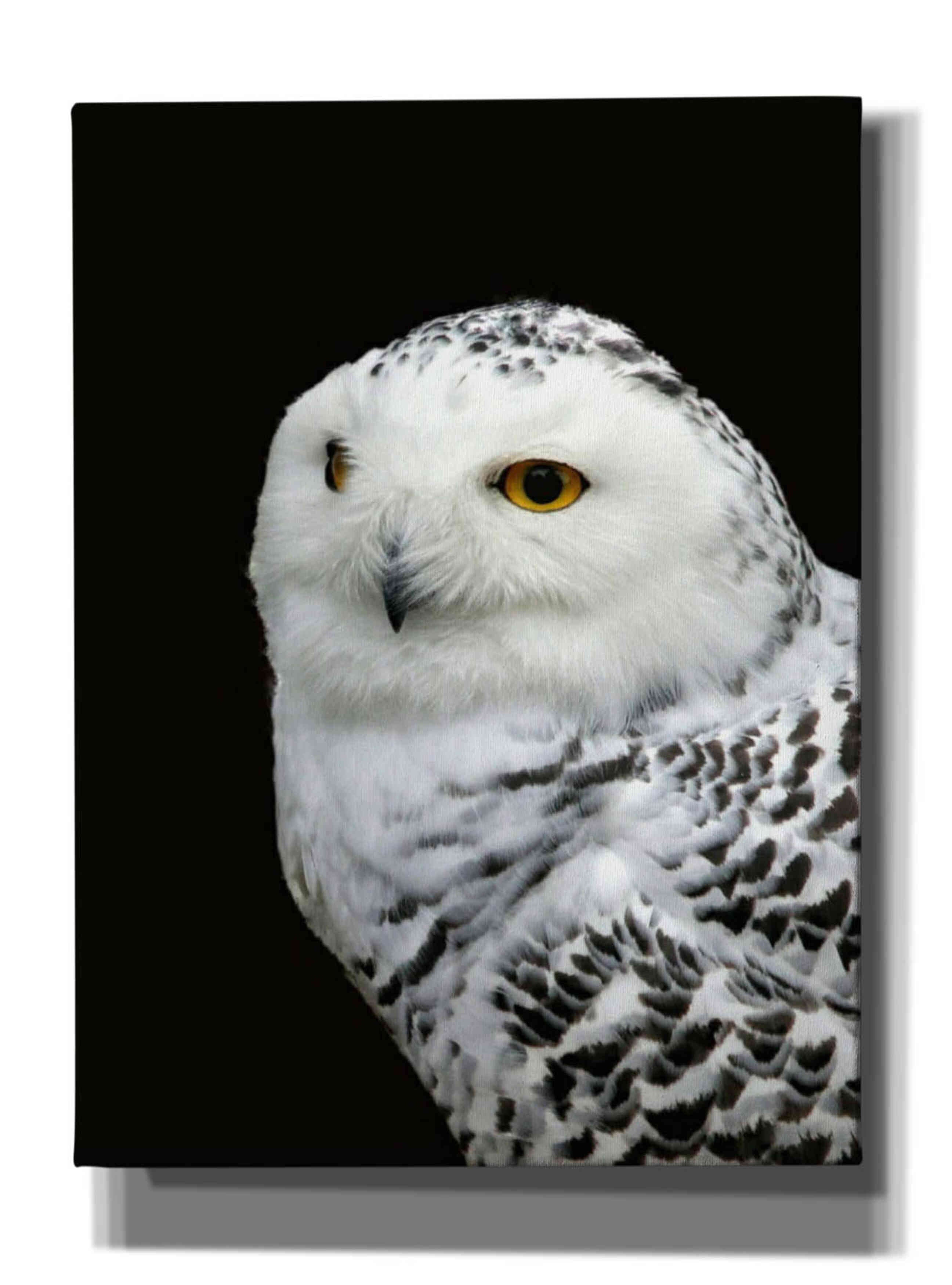 'Snowy Owl' by Epic Portfolio, Giclee Canvas Wall Art