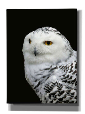 'Snowy Owl' by Epic Portfolio, Giclee Canvas Wall Art