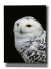 'Snowy Owl' by Epic Portfolio, Giclee Canvas Wall Art