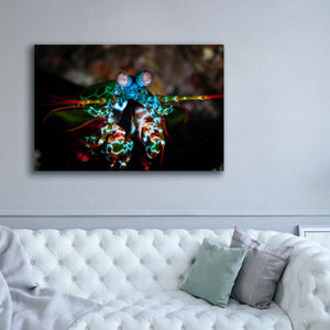 'Peacock Mantis Shrimp' by Epic Portfolio, Canvas Wall Art,60 x 40