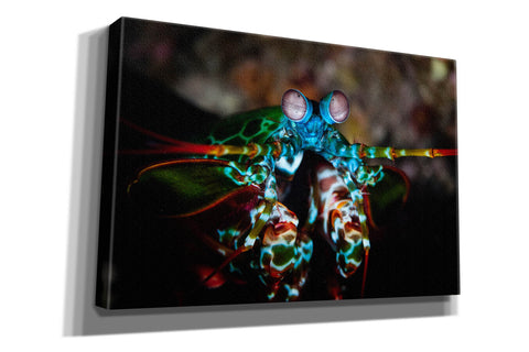 Image of 'Peacock Mantis Shrimp' by Epic Portfolio, Canvas Wall Art