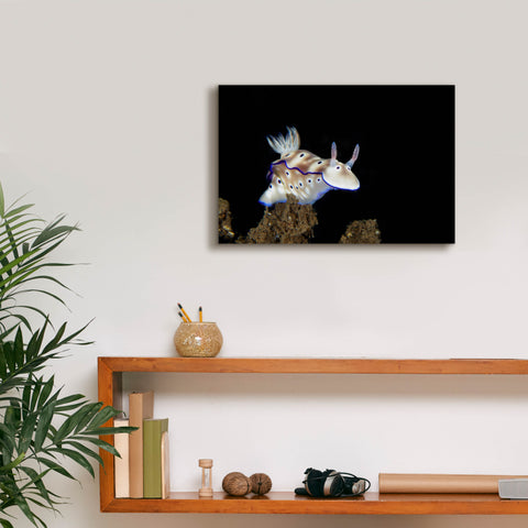 Image of 'Nudibranch On Coral Reef' by Epic Portfolio, Canvas Wall Art,18 x 12