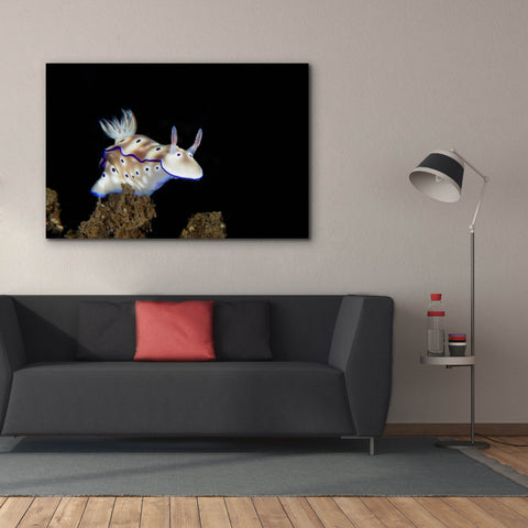 Image of 'Nudibranch On Coral Reef' by Epic Portfolio, Canvas Wall Art,60 x 40