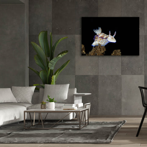 Image of 'Nudibranch On Coral Reef' by Epic Portfolio, Canvas Wall Art,60 x 40
