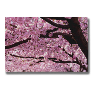 "Cherry Blossom Trees" by Nicklas Gustafsson Giclee Canvas Wall Art
