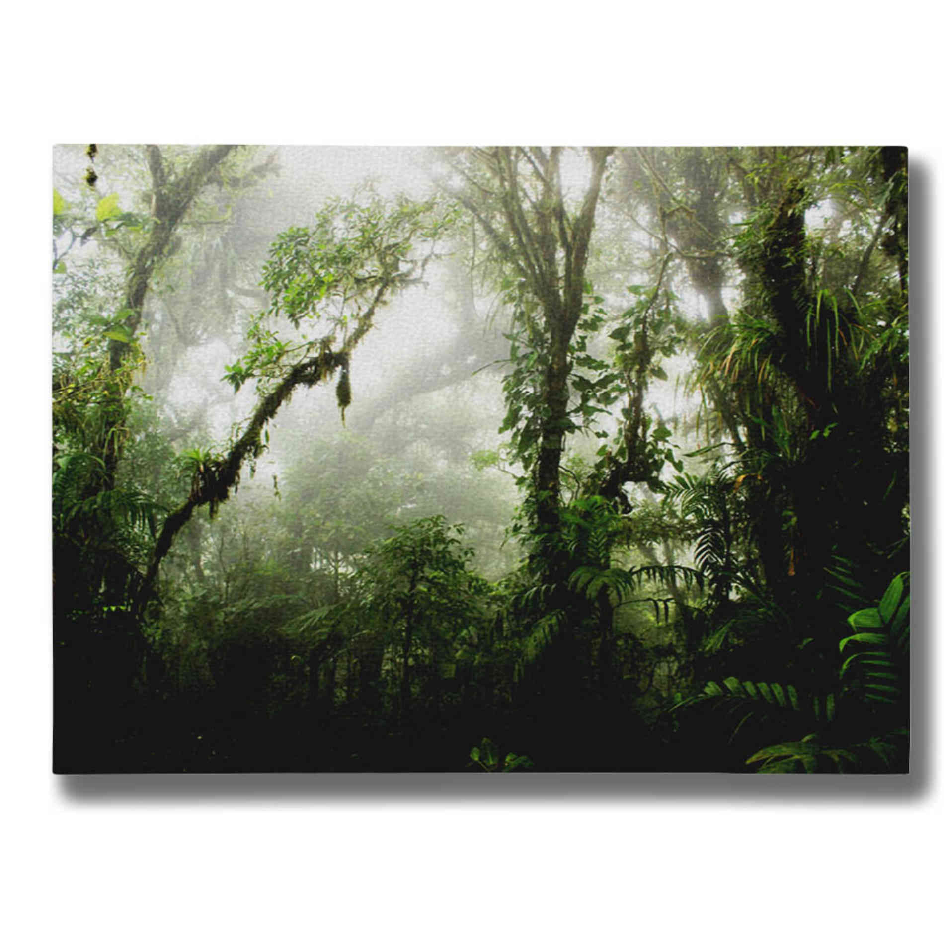 "Clodud Forest" by Nicklas Gustafsson Giclee Canvas Wall Art