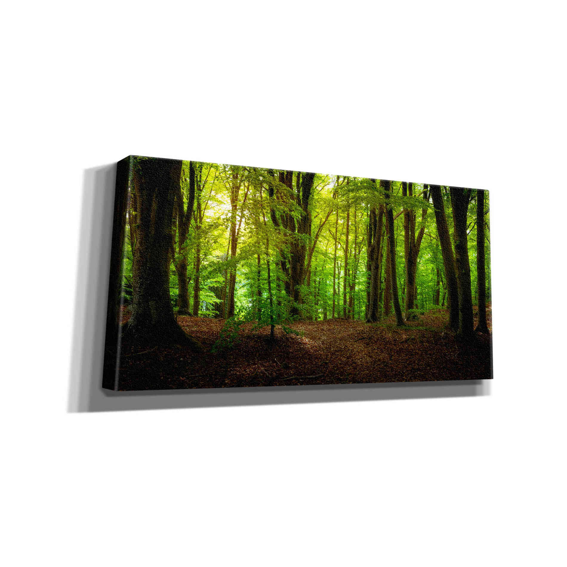 "Summer Forest" by Nicklas Gustafsson Giclee Canvas Wall Art