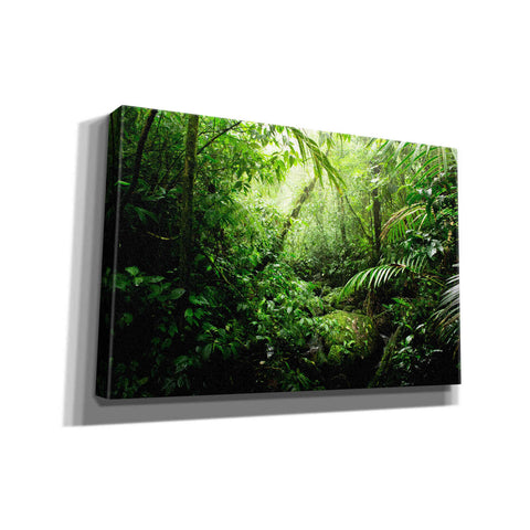 Image of "Warm Glow Rainforest Creek" by Nicklas Gustafsson Giclee Canvas Wall Art