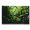 "Warm Glow Rainforest Creek" by Nicklas Gustafsson Giclee Canvas Wall Art