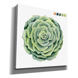 'Succulent Swatches IV' by Grace Popp, Canvas Wall Glass