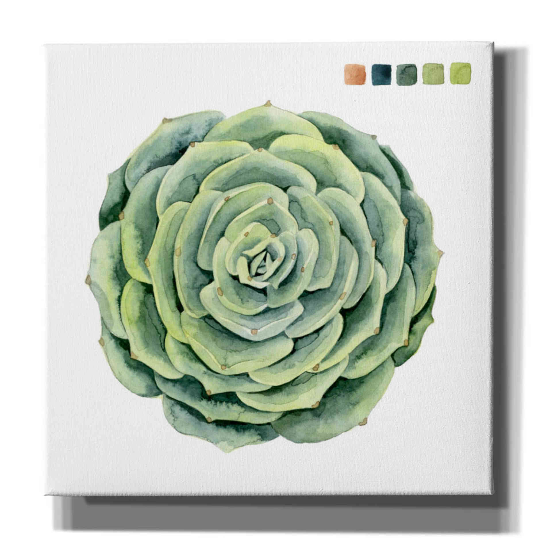 'Succulent Swatches IV' by Grace Popp, Canvas Wall Glass