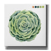 'Succulent Swatches IV' by Grace Popp, Canvas Wall Glass
