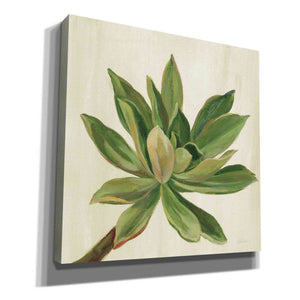 'Front Yard Succulent I' by Silvia Vassileva, Canvas Wall Art