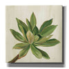 'Front Yard Succulent I' by Silvia Vassileva, Canvas Wall Art