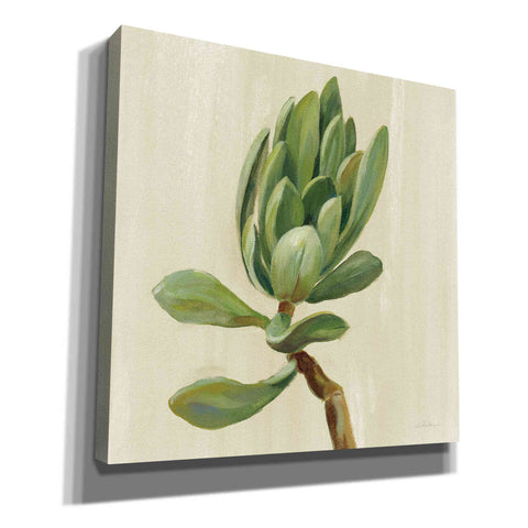 Image of 'Front Yard Succulent III' by Silvia Vassileva, Canvas Wall Art
