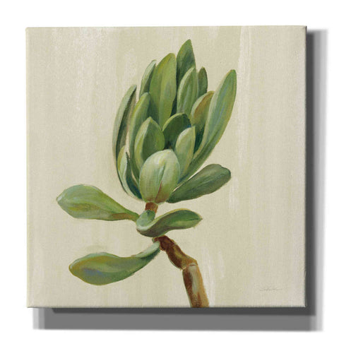 Image of 'Front Yard Succulent III' by Silvia Vassileva, Canvas Wall Art