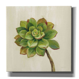 'Front Yard Succulent IV' by Silvia Vassileva, Canvas Wall Art