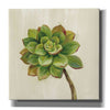 'Front Yard Succulent IV' by Silvia Vassileva, Canvas Wall Art