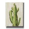 'Front Yard Cactus II' by Silvia Vassileva, Canvas Wall Art