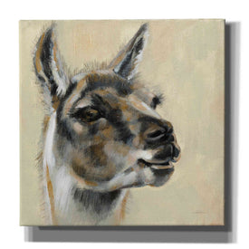 'Llama Portrait' by Silvia Vassileva, Canvas Wall Art