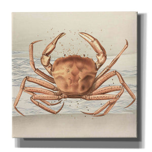 'Sandcritter 1' by Karen Smith, Canvas Wall Art