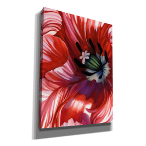 'Swashbuckler Poppy' by Louise Montillio, Canvas Wall Art