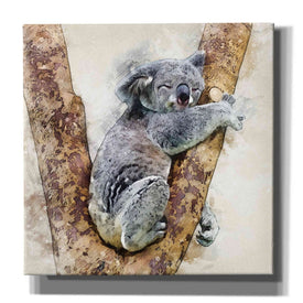 'Koala 4' by Kim Curinga, Canvas Wall Art