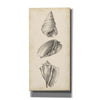 "Antique Shell Study Panel II" by Ethan Harper, Canvas Wall Art