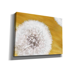 "Blowballs On Gold Blur 2" by Hal Halli, Canvas Wall Art