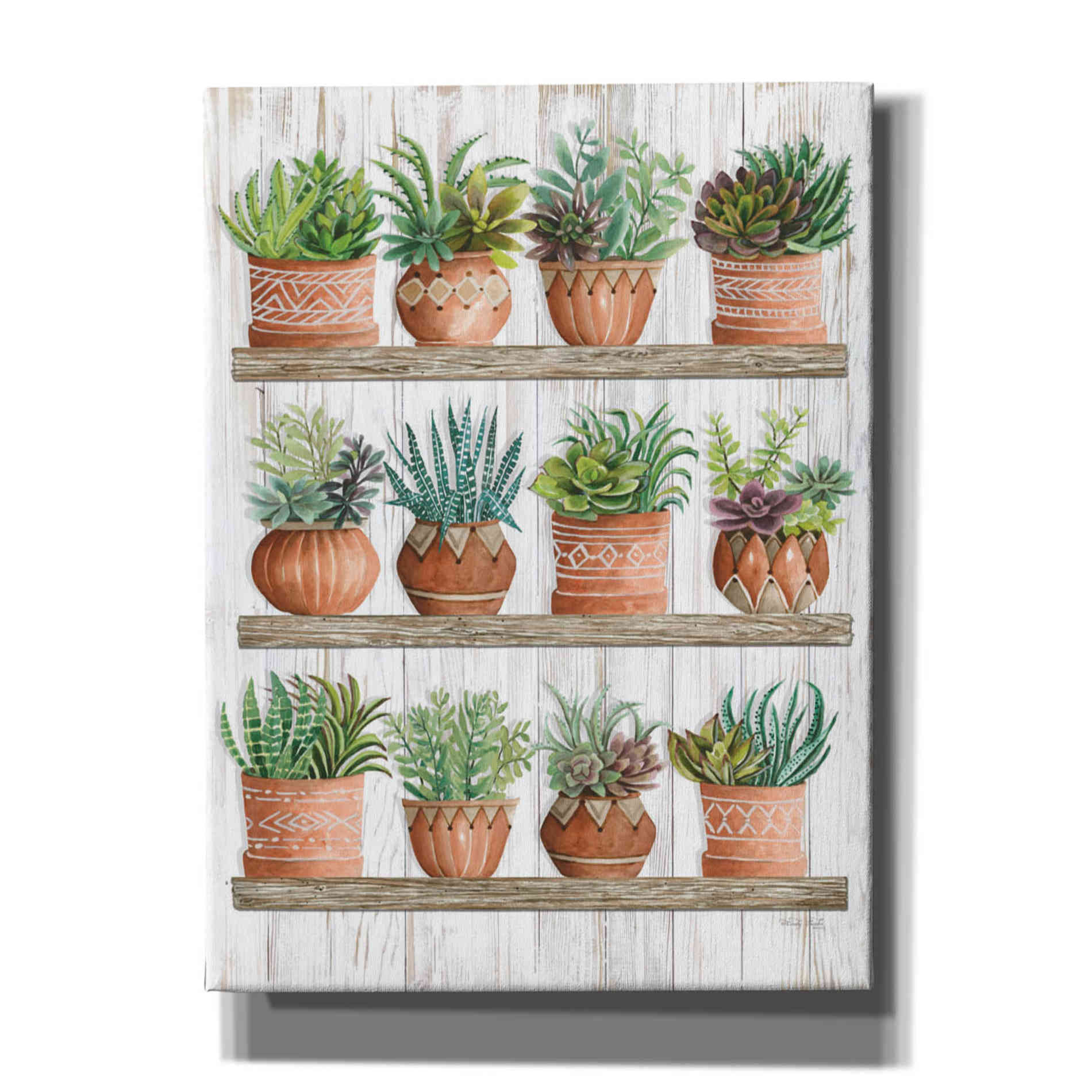 'Succulents on Shelves' by Cindy Jacobs, Canvas Wall Art