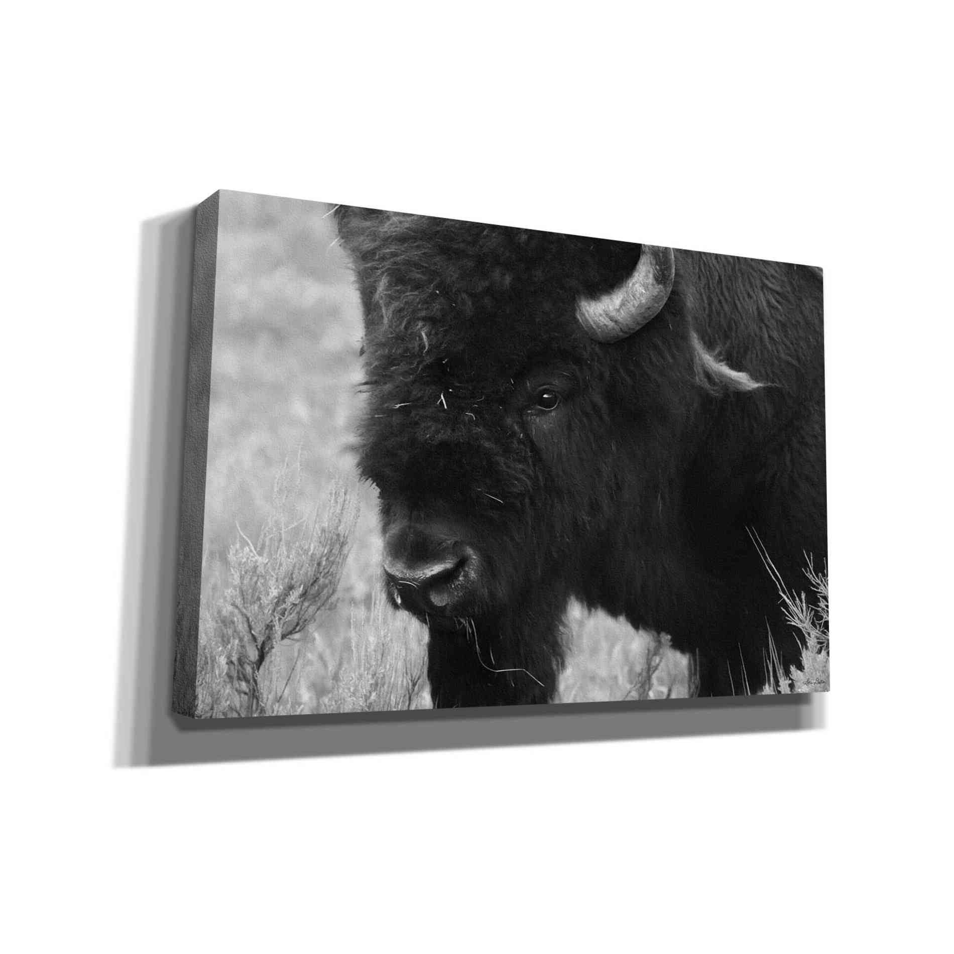 'Yellowstone Bison' by Lori Deiter, Canvas Wall Art