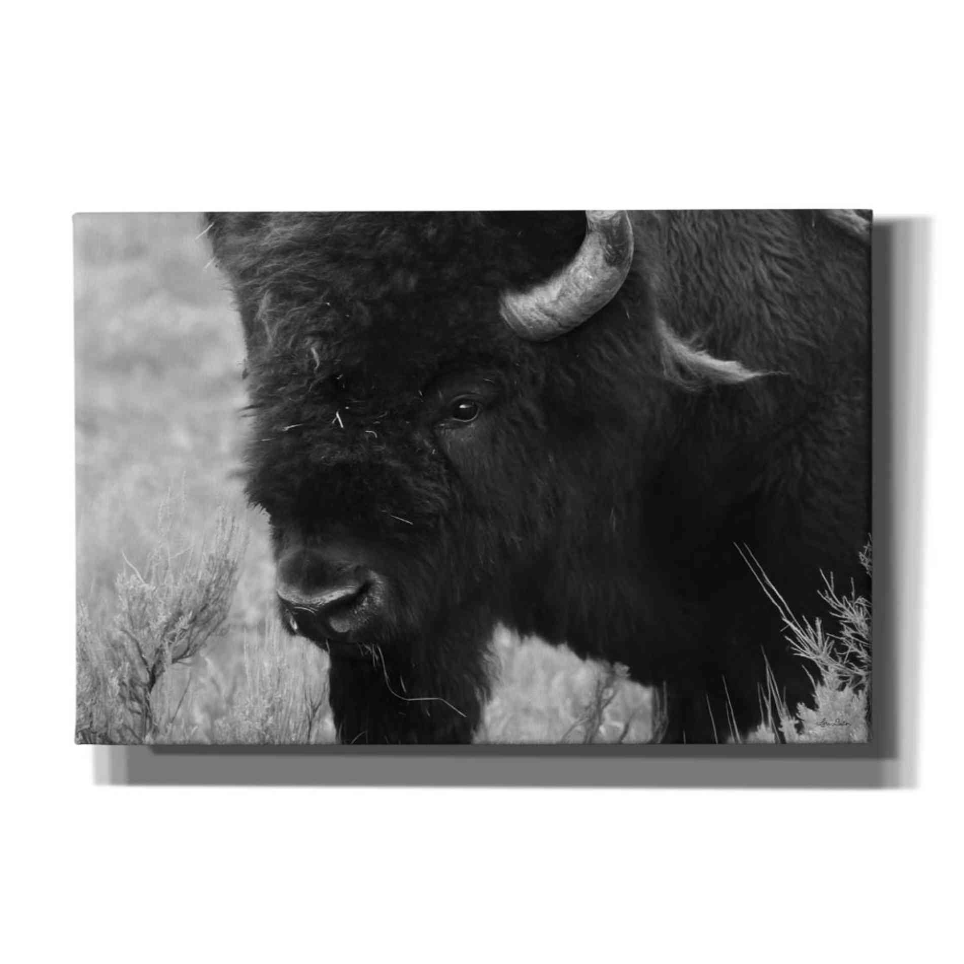 'Yellowstone Bison' by Lori Deiter, Canvas Wall Art