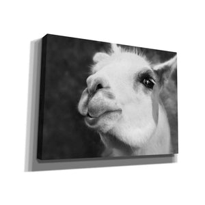 'Lake Tobias Alpaca' by Lori Deiter, Canvas Wall Art