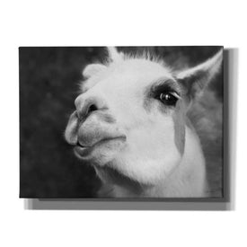 'Lake Tobias Alpaca' by Lori Deiter, Canvas Wall Art