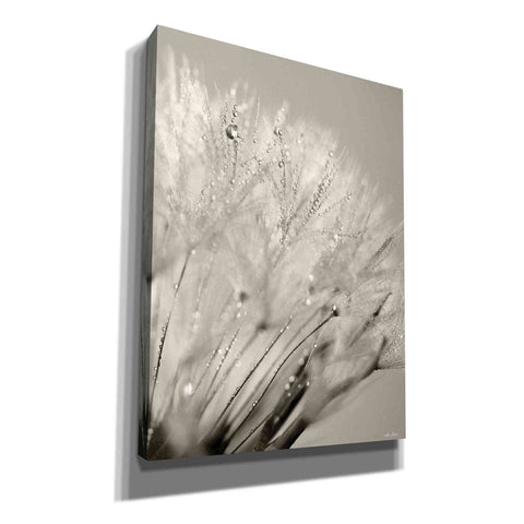 Image of 'Dandelion Jewels I' by Lori Deiter, Canvas Wall Art