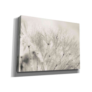 'Dandelion Jewels II' by Lori Deiter, Canvas Wall Art