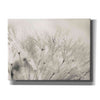 'Dandelion Jewels II' by Lori Deiter, Canvas Wall Art
