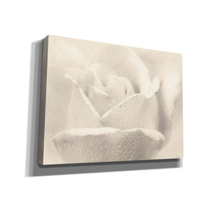'White Rose' by Lori Deiter, Canvas Wall Art