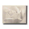 'White Rose' by Lori Deiter, Canvas Wall Art