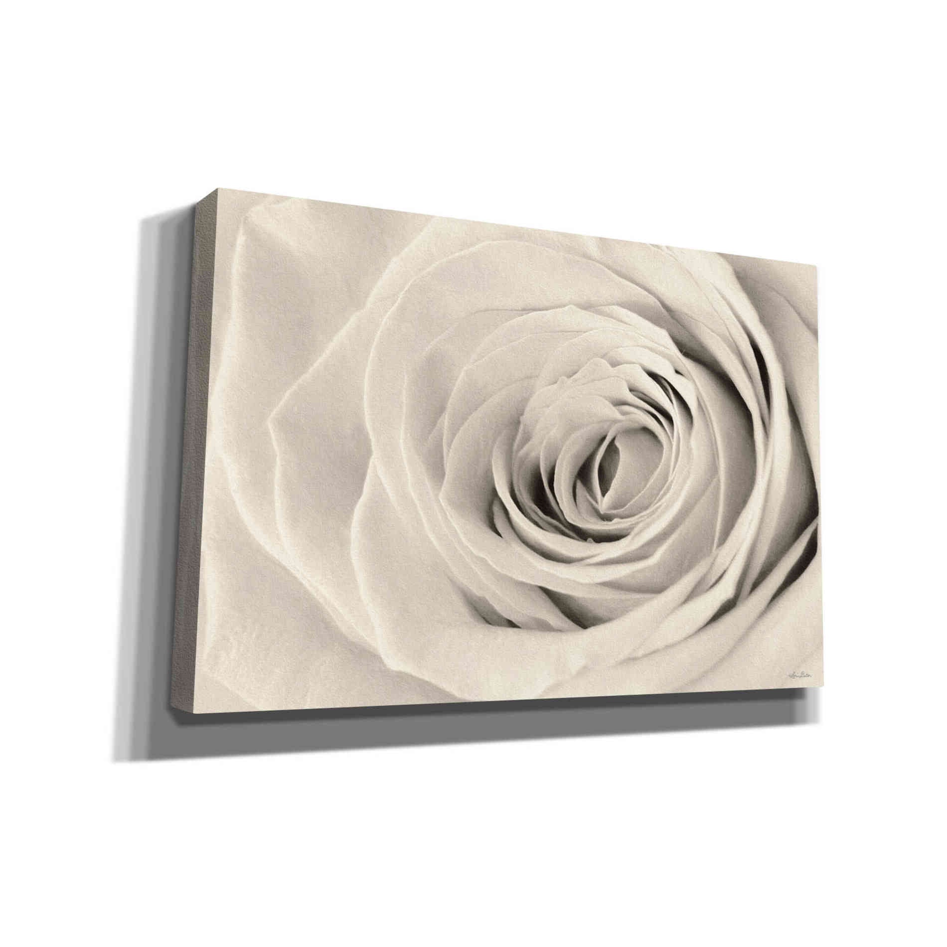 'Cream Rose' by Lori Deiter, Canvas Wall Art