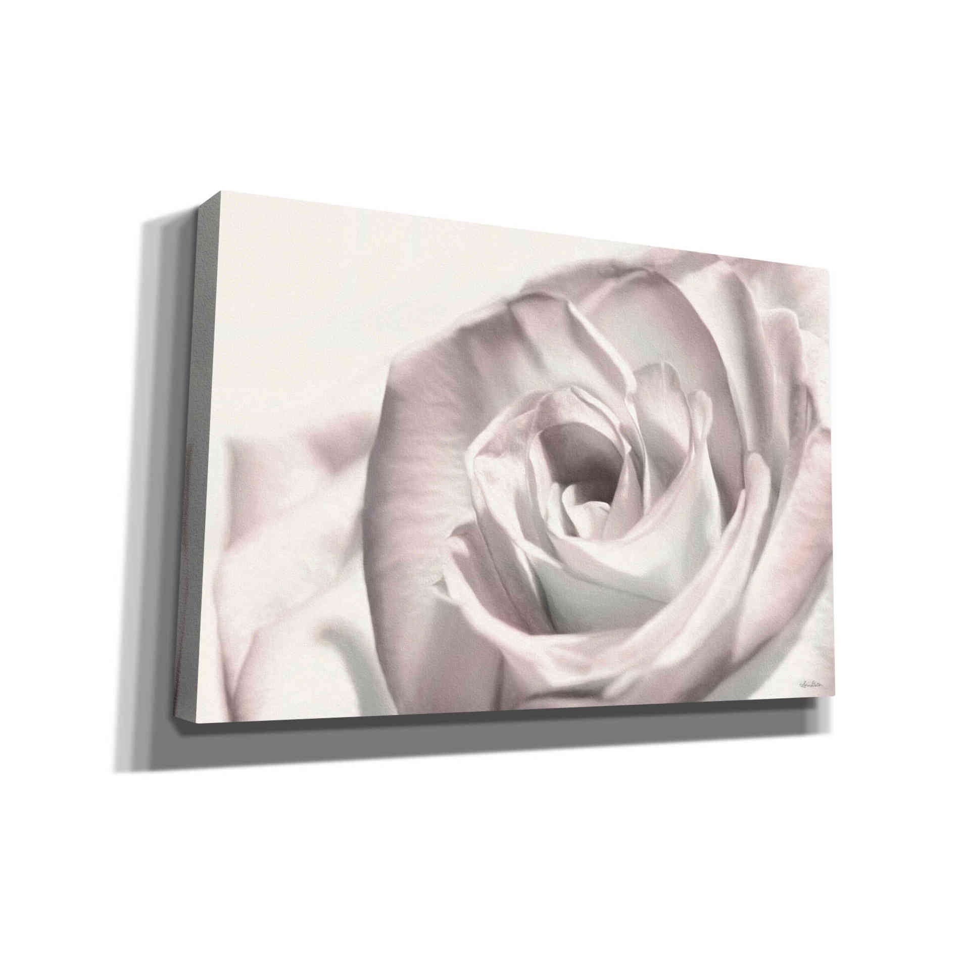 'Blush Rose I' by Lori Deiter, Canvas Wall Art