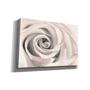 'Blush Rose III' by Lori Deiter, Canvas Wall Art