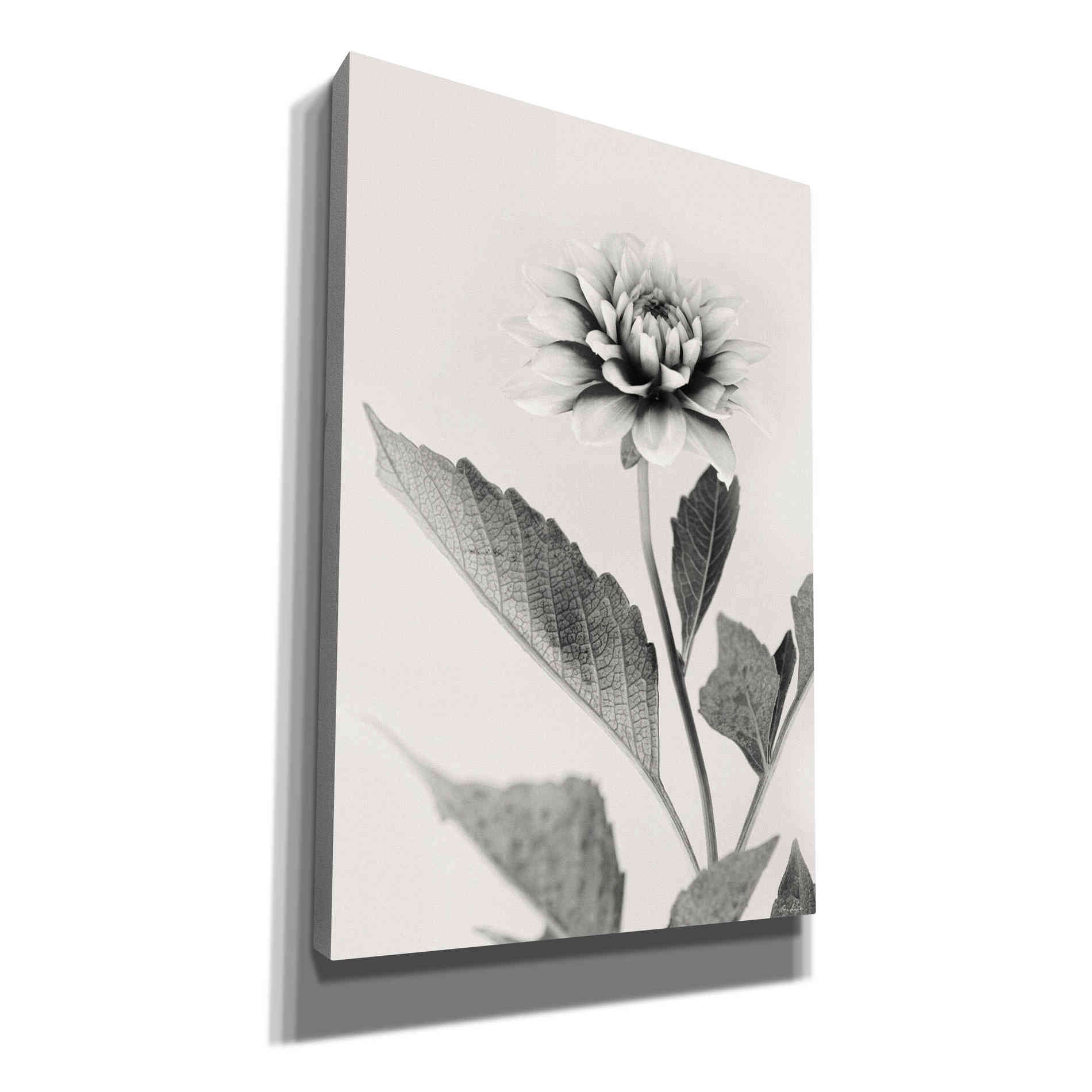 'White Dahlia II' by Lori Deiter, Canvas Wall Art
