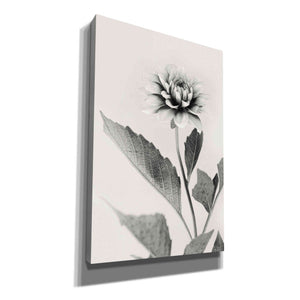 'White Dahlia II' by Lori Deiter, Canvas Wall Art